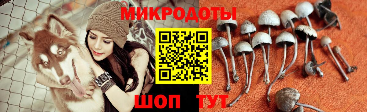 Галлюциногенные грибы Psilocybe  Вход с VPN  купить наркоту  Среднеуральск 
