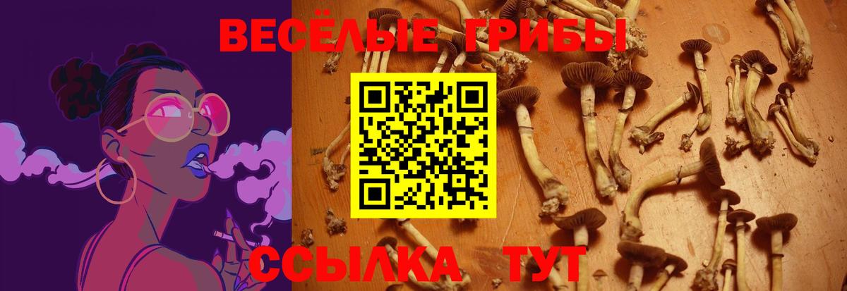 Псилоцибиновые грибы Psilocybe Среднеуральск